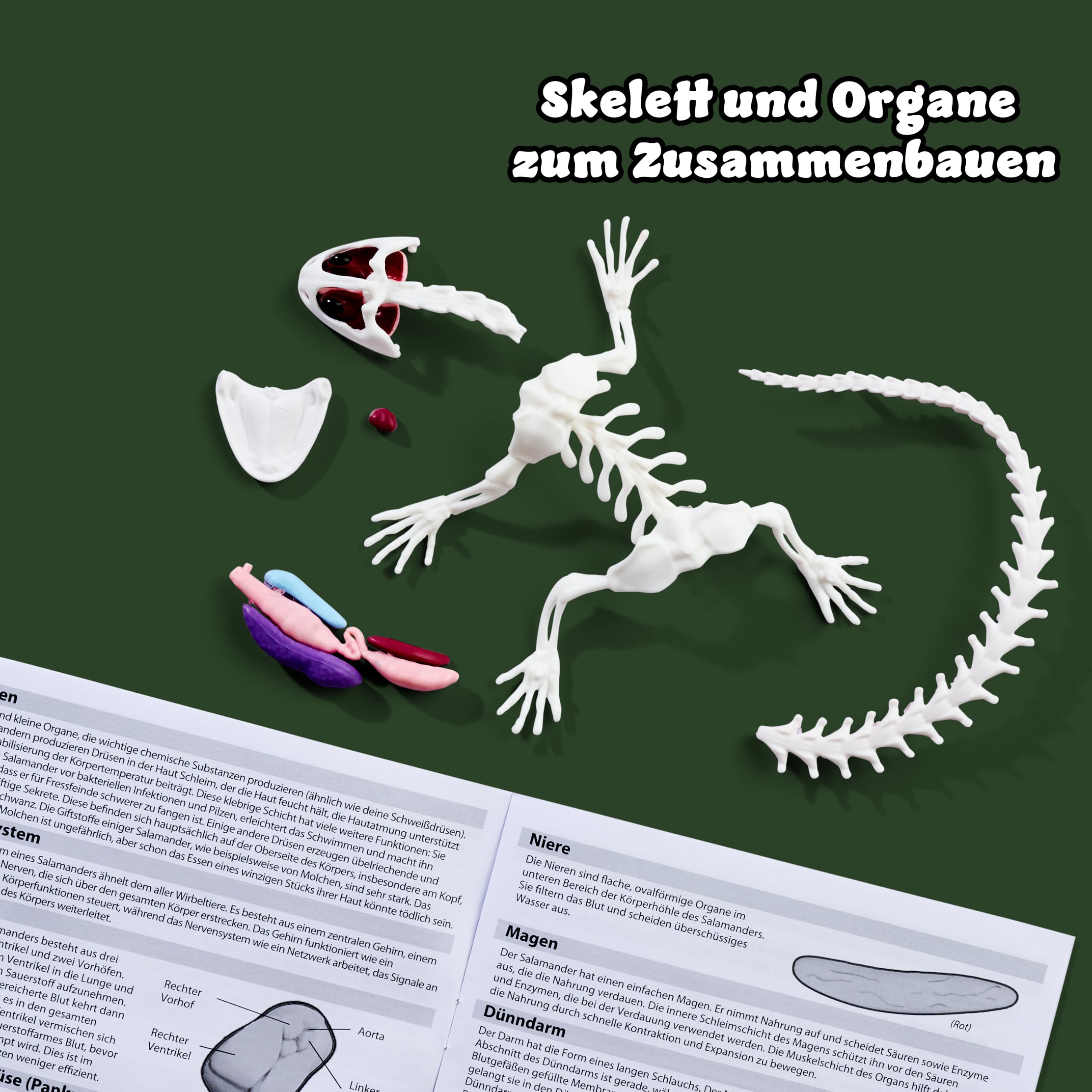 simba-scout-dissect-it-salamander-sezier-set-14-cm image 3