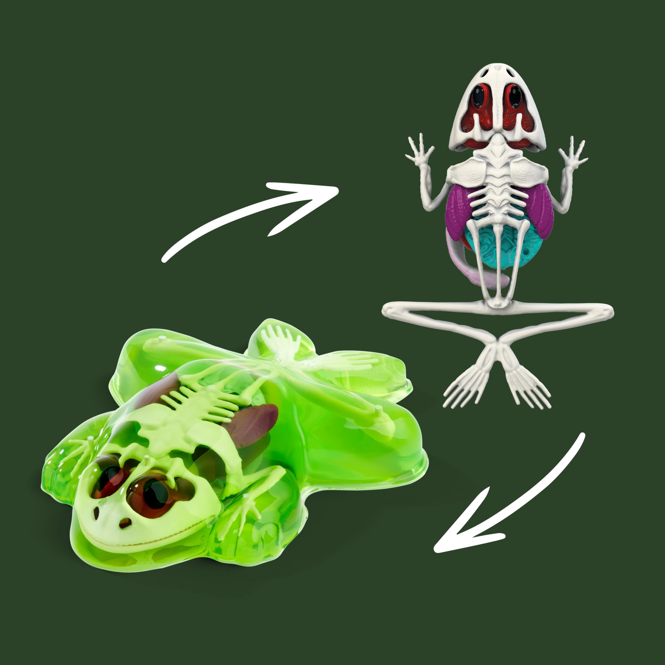 simba-scout-dissect-it-frosch-sezierset-16cm-mit-schleim-ab-5-jahre image 6
