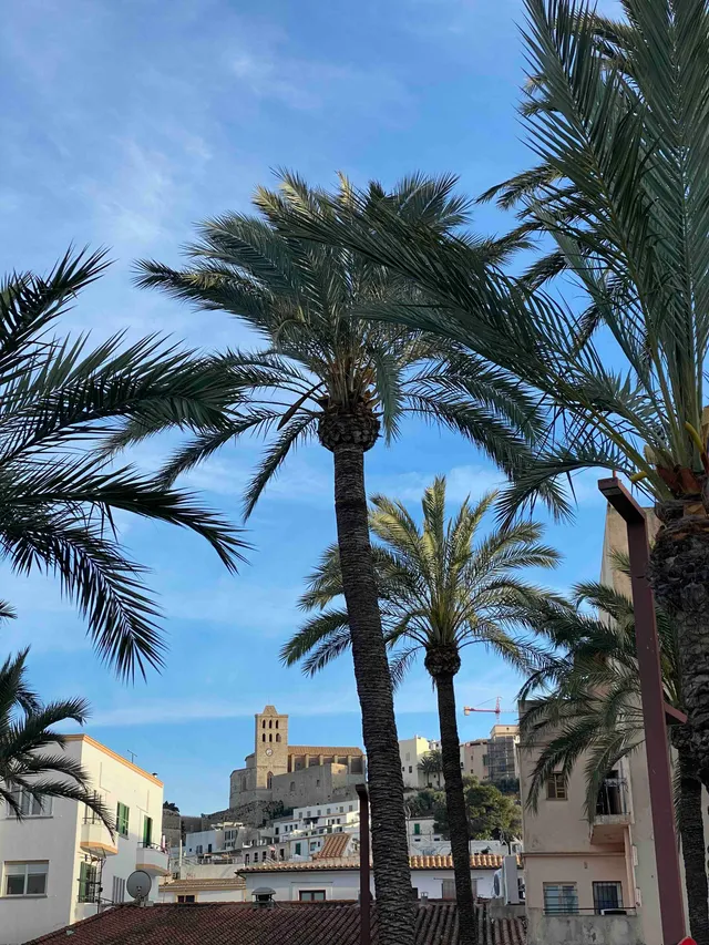 happysweeds-dalt-vila-ibiza-kunstdruck-a3-palmen-altstadt image 1