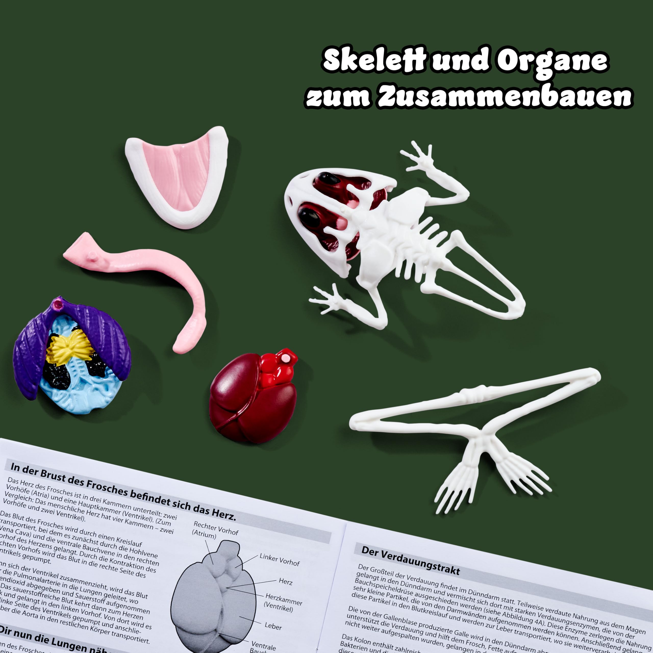 simba-scout-dissect-it-frosch-sezierset-16cm-mit-schleim-ab-5-jahre image 3